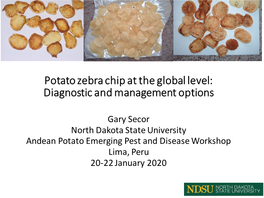 Potato Zebra Chip at the Global Level: Diagnostic and Management Options