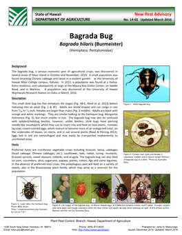 Bagrada Bug Bagrada Hilaris (Burmeister) (Hemiptera: Pentatomidae)