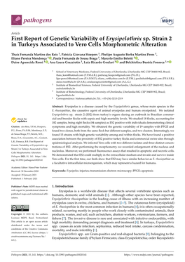 First Report of Genetic Variability of Erysipelothrix Sp. Strain 2 in Turkeys Associated to Vero Cells Morphometric Alteration