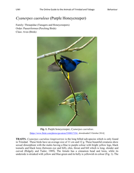 Cyanerpes Caeruleus (Purple Honeycreeper)