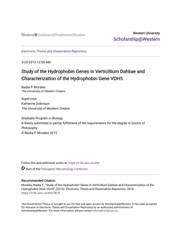 Study of the Hydrophobin Genes in Verticillium Dahliae and Characterization of the Hydrophobin Gene VDH5