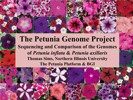 The Petunia Genome Project