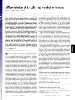 Differentiation of ES Cells Into Cerebellar Neurons