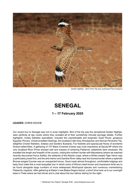 Senegal Tour Report 2020