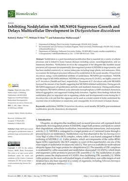 Inhibiting Neddylation with MLN4924 Suppresses Growth and Delays Multicellular Development in Dictyostelium Discoideum