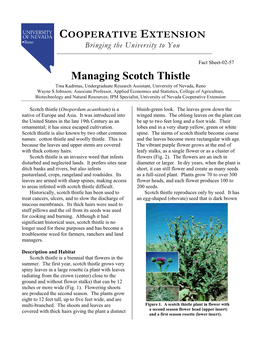 Managing Scotch Thistle