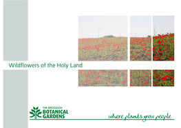 The Wildflowers of Israel