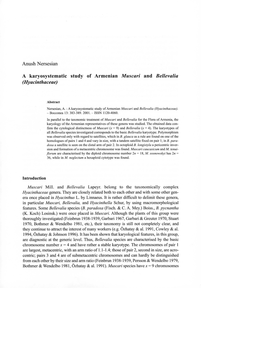 A Karyosystematic Study of Armenian Muscar; and Bellevalia (Hyacinthaceae)