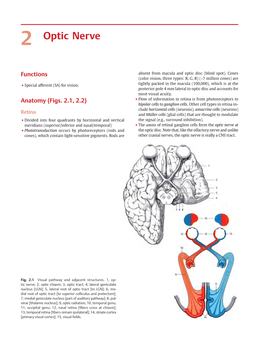 2 Optic Nerve