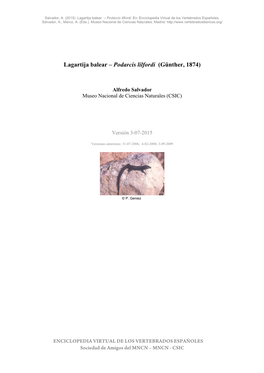 Lagartija Balear – Podarcis Lilfordi (Günther, 1874)