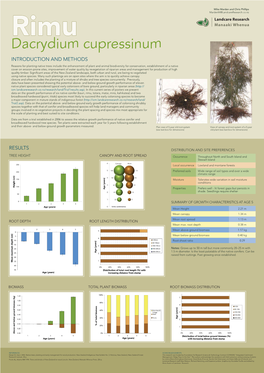 Dacrydium Cupressinum