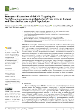 Transgenic Expression of Dsrna Targeting the Pentalonia Nigronervosa Acetylcholinesterase Gene in Banana and Plantain Reduces Aphid Populations