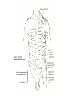 Thorax-Intercostal Spaces Anshu