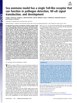 Sea Anemone Model Has a Single Toll-Like Receptor That Can Function in Pathogen Detection, NF-Κb Signal Transduction, and Development