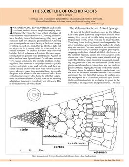 The Secret Life of Orchid Roots Carol Siegel There Are Some Four Million Different Kinds of Animals and Plants in the World