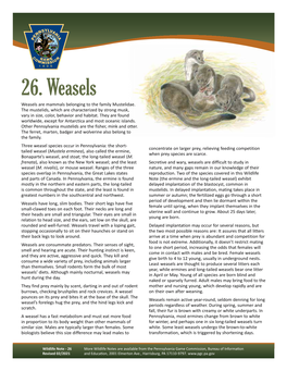 Weasels Weasels Are Mammals Belonging to the Family Mustelidae