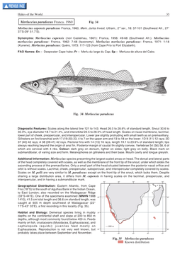 Merluccius Paradoxus Franca, 1960 Fig