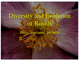 Diversity and Evolution of Rosids