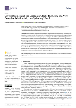 Cryptochromes and the Circadian Clock: the Story of a Very Complex Relationship in a Spinning World