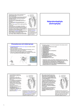 Heterokontophyta (Ochrophyta)
