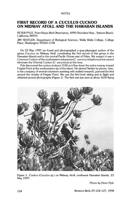 First Record of a Cuculus Cuckoo on Midway Atoll and the Hawaiian Islands