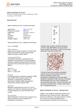 GJA10 Antibody (C-Term) Purified Rabbit Polyclonal Antibody (Pab) Catalog # Ap1550b