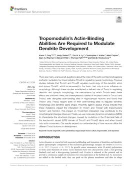 Tropomodulin's Actin-Binding Abilities Are Required to Modulate Dendrite Development