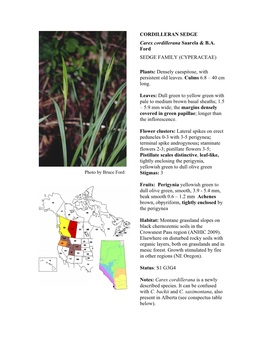 Carex Cordillerana Addendum