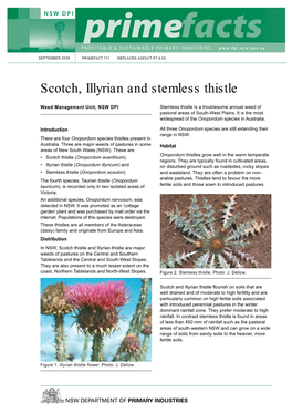Scotch, Illyrian and Stemless Thistle