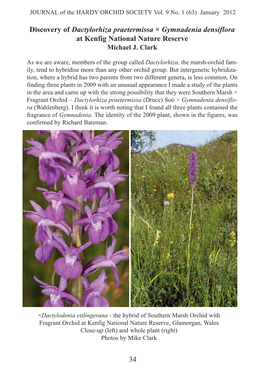 Discovery of Dactylorhiza Praetermissa × Gymnadenia Densiflora at Kenfig National Nature Reserve Michael J