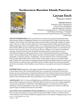 Laysan Finch Telespiza Cantans