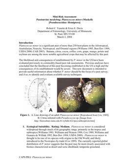 Planococcus Minor (Maskell) [Pseudococcidae: Hemiptera]