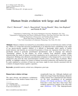 Human Brain Evolution Writ Large and Small