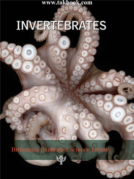 Invertebratesinvertebrates