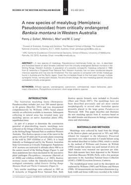 A New Species of Mealybug (Hemiptera: Pseudococcidae) from Critically Endangered Banksia Montana in Western Australia Penny J