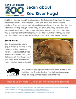 Red River Hogs Are Found the Rainforests of Central Africa, They Share the Same Habitat As Gorillas, Yellow-Backed Duiker, and Black and White Colobus Monkeys