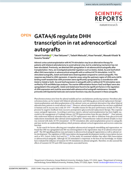 GATA4/6 Regulate DHH Transcription in Rat Adrenocortical Autografts