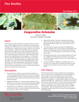 Flea Beetle Fact Sheet