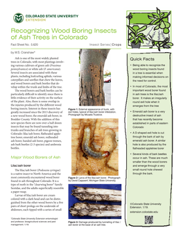 Recognizing Wood Boring Insects of Ash Trees in Colorado Fact Sheet No