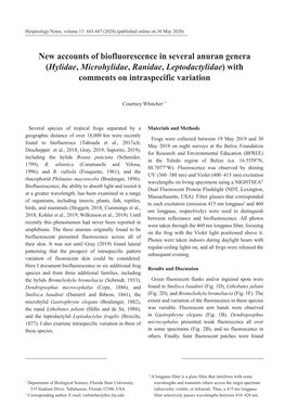 New Accounts of Biofluorescence in Several Anuran Genera (Hylidae, Microhylidae, Ranidae, Leptodactylidae) with Comments on Intraspecific Variation