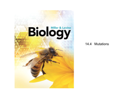 14.4 Mutations Lesson Overview Mutations