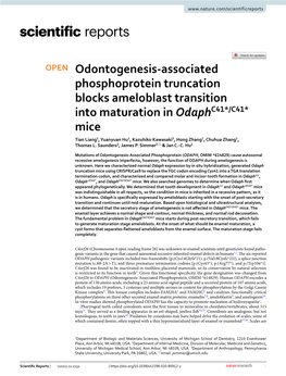 Odontogenesis-Associated Phosphoprotein Truncation Blocks