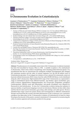 X Chromosome Evolution in Cetartiodactyla