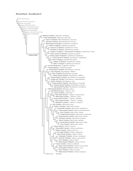 Synallaxini Species Tree