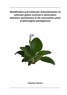 Identification and Molecular Characterisation of Unknown Genes Involved in Desiccation Tolerance Mechanisms in the Resurrection Plant Craterostigma Plantagineum