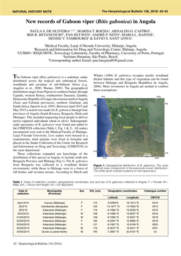 New Records of Gaboon Viper (Bitis Gabonica) in Angola