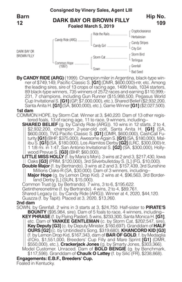 DARK BAY OR BROWN FILLY Barn 12 Hip No