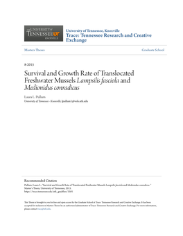 Survival and Growth Rate of Translocated Freshwater Mussels <I>Lampsilis Fasciola</I> and <I>Medionidus Conrad