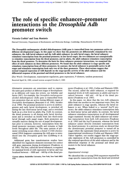 The Role of Specific Enhancer-Promoter Interactions in the Drosophila Adh Promoter Switch