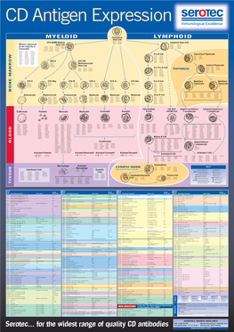 CD Antigen Expression (Myeloid & Lymphoid)